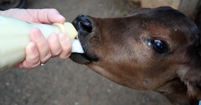 Healthy Lifestyle Tips (A GUIDE TO HEALTHY LIVING) 5 dairy product